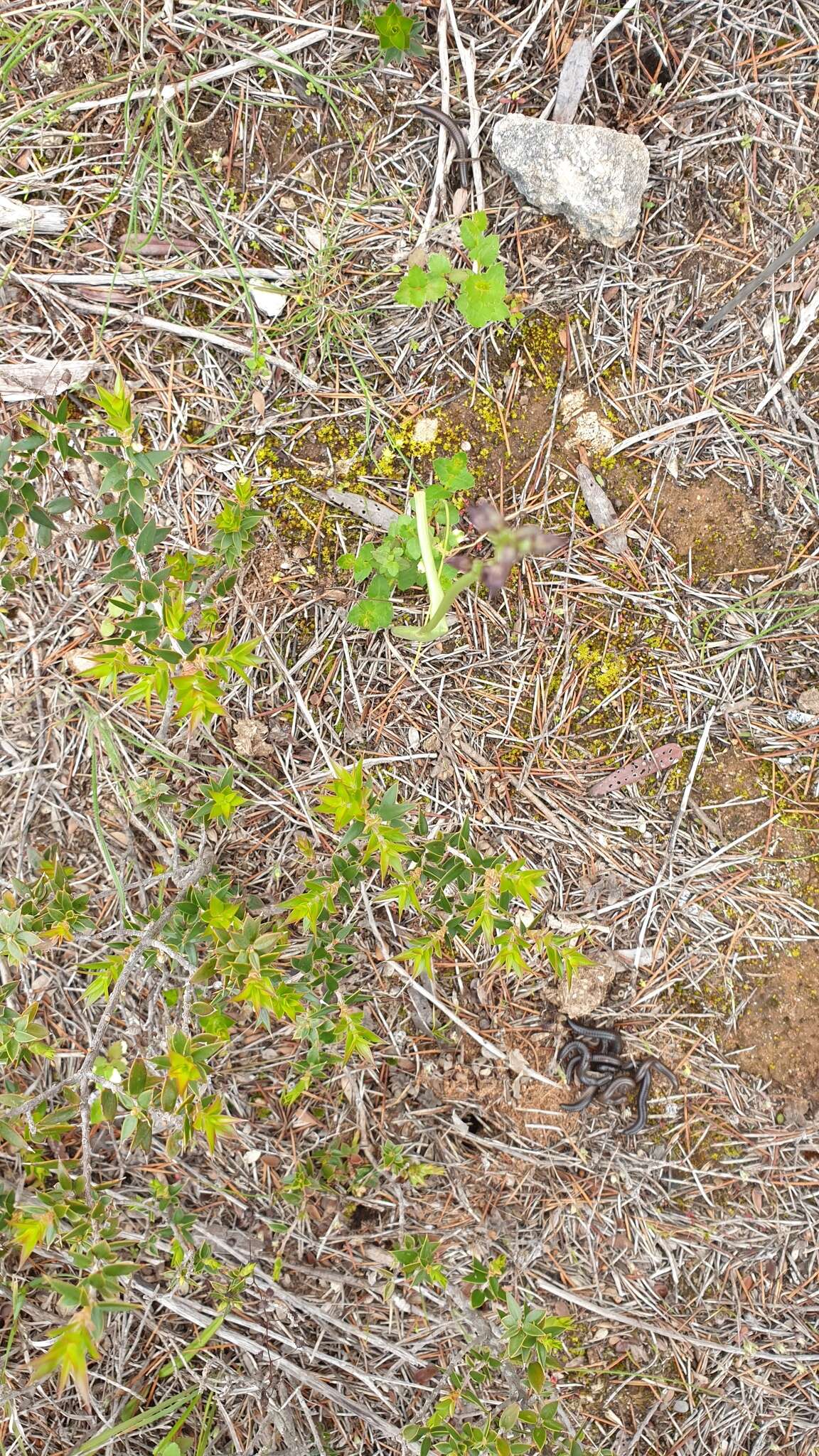 Image of Prasophyllum goldsackii J. Z. Weber & R. J. Bates