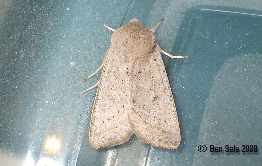 Слика од Orthosia gracilis Schiffermüller 1775