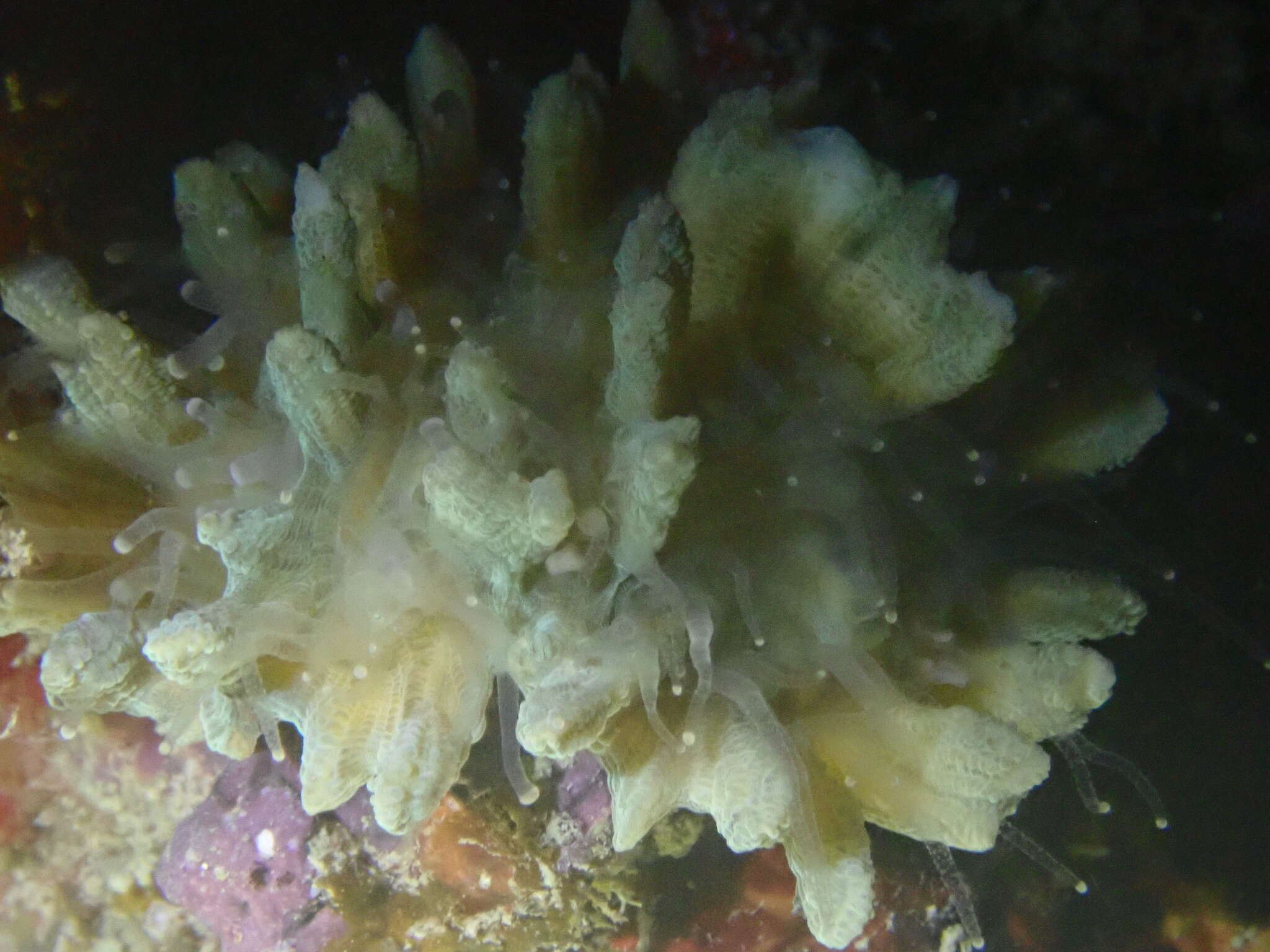 Image of Palm Lettuce Coral