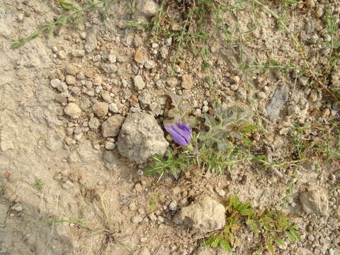 Image of Surattense nightshade