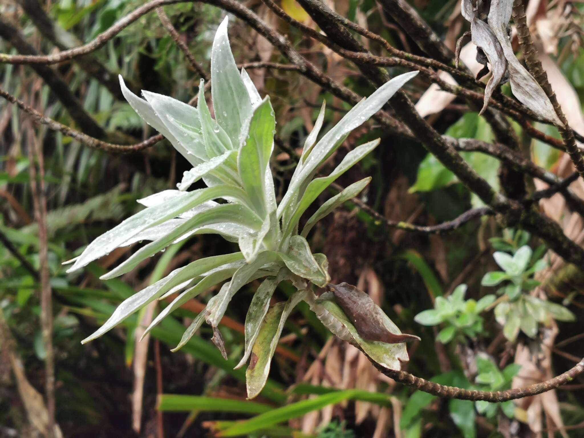 Image of Helichrysum heliotropifolium (Lam.) DC.