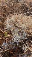 Image of Carlina tragacanthifolia Klatt