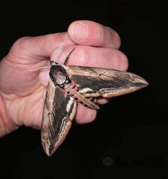 Image of privet hawk-moth