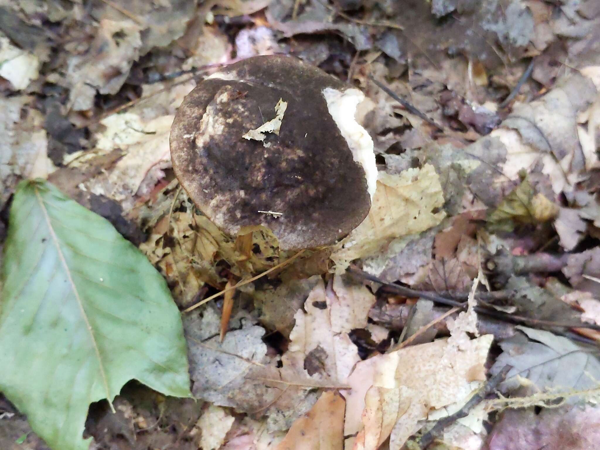 Image of Leccinum snellii A. H. Sm., Thiers & Watling 1967