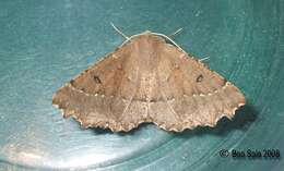 Image of scalloped hazel