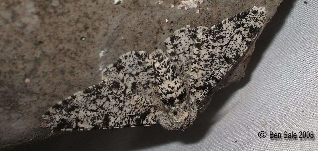 Image of peppered moth