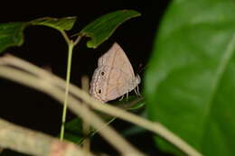 Image of Cissia themis