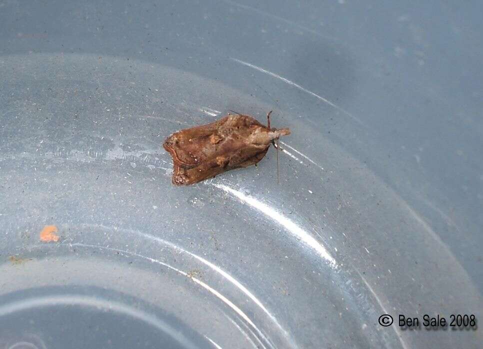 Image of Acleris cristana Denis & Schiffermüller 1775