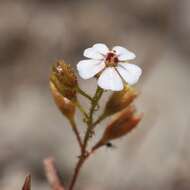 صورة Drosera nitidula Planch.