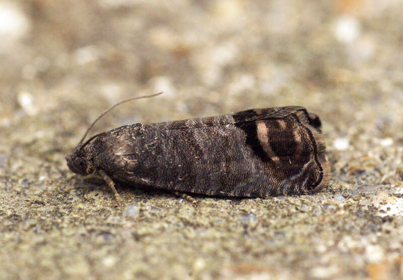 Image of codling moth