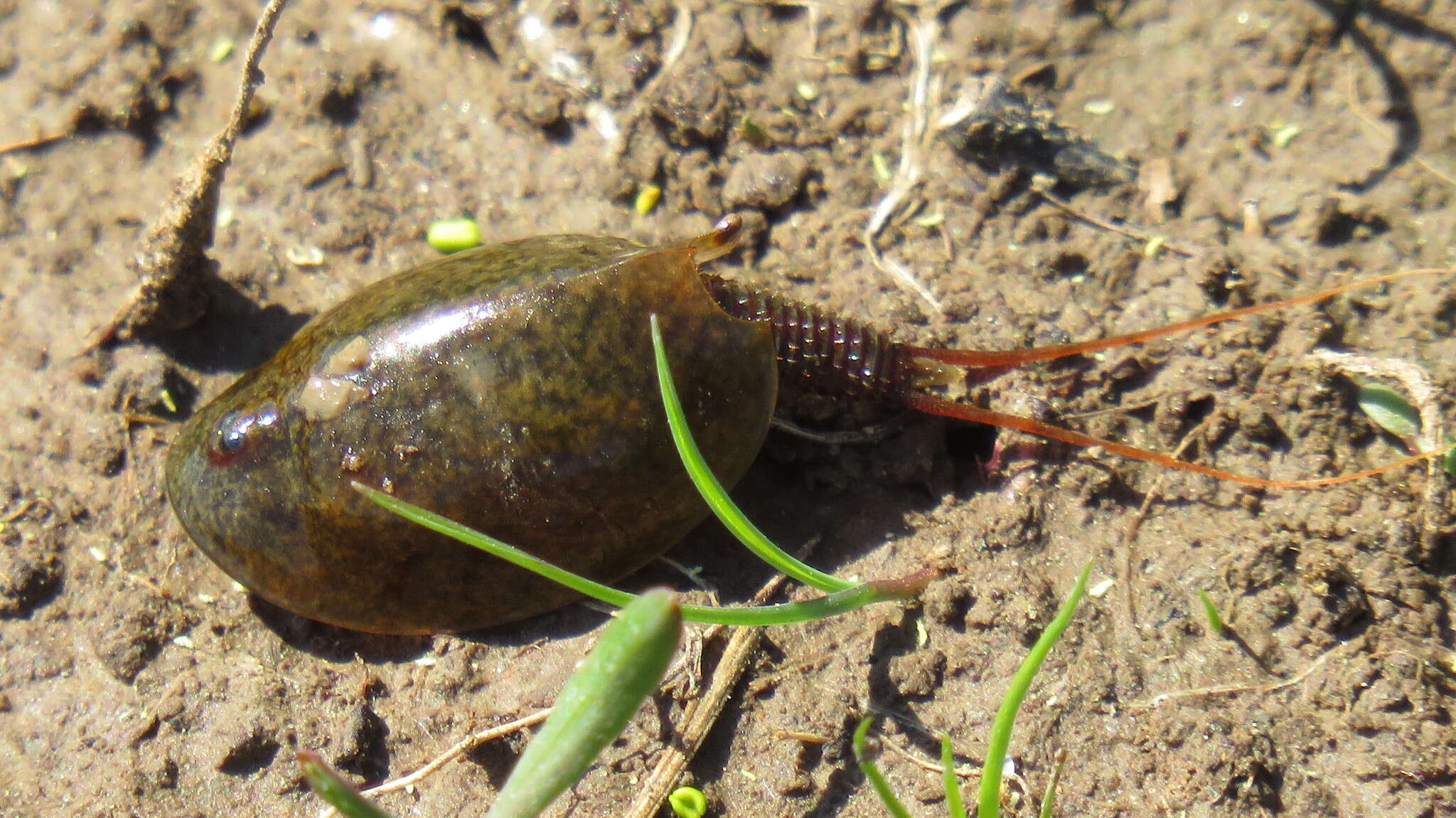 Sivun Lepidurus apus (Linnaeus 1758) kuva