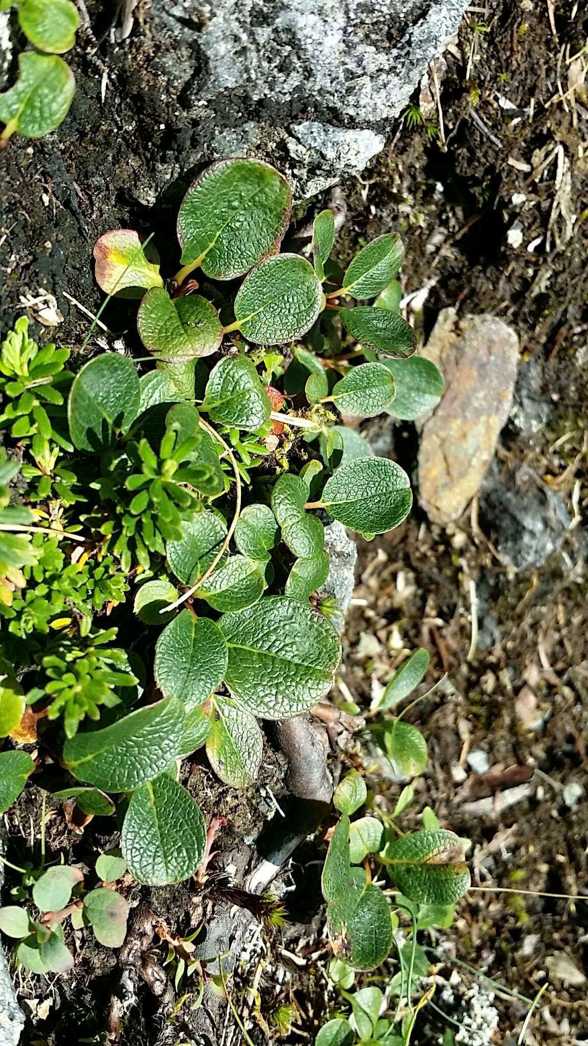 Image of netleaf willow