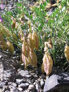 Sivun Astragalus oophorus S. Wats. kuva