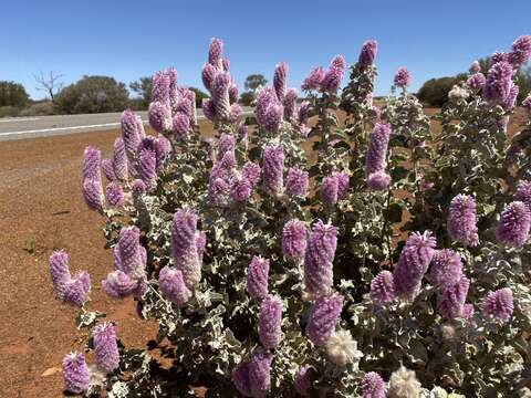 Image of Ptilotus rotundifolius (F. Müll.) F. Müll.