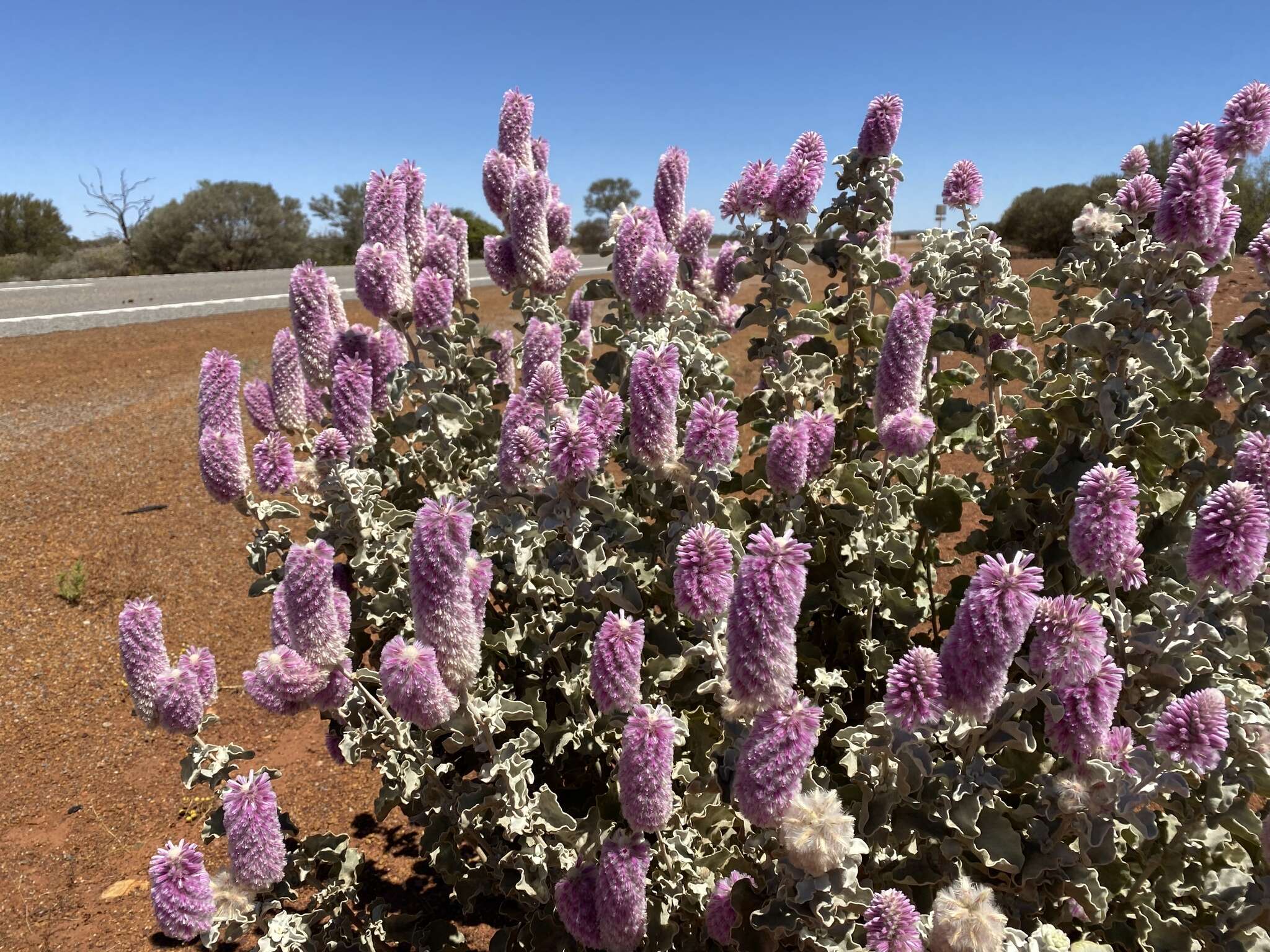 Image of Ptilotus rotundifolius (F. Müll.) F. Müll.