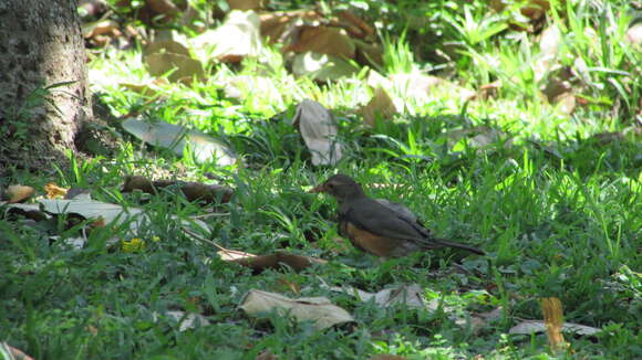 Image of Turdus libonyana peripheris Clancey 1952