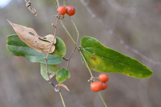 Smilax domingensis Willd. resmi