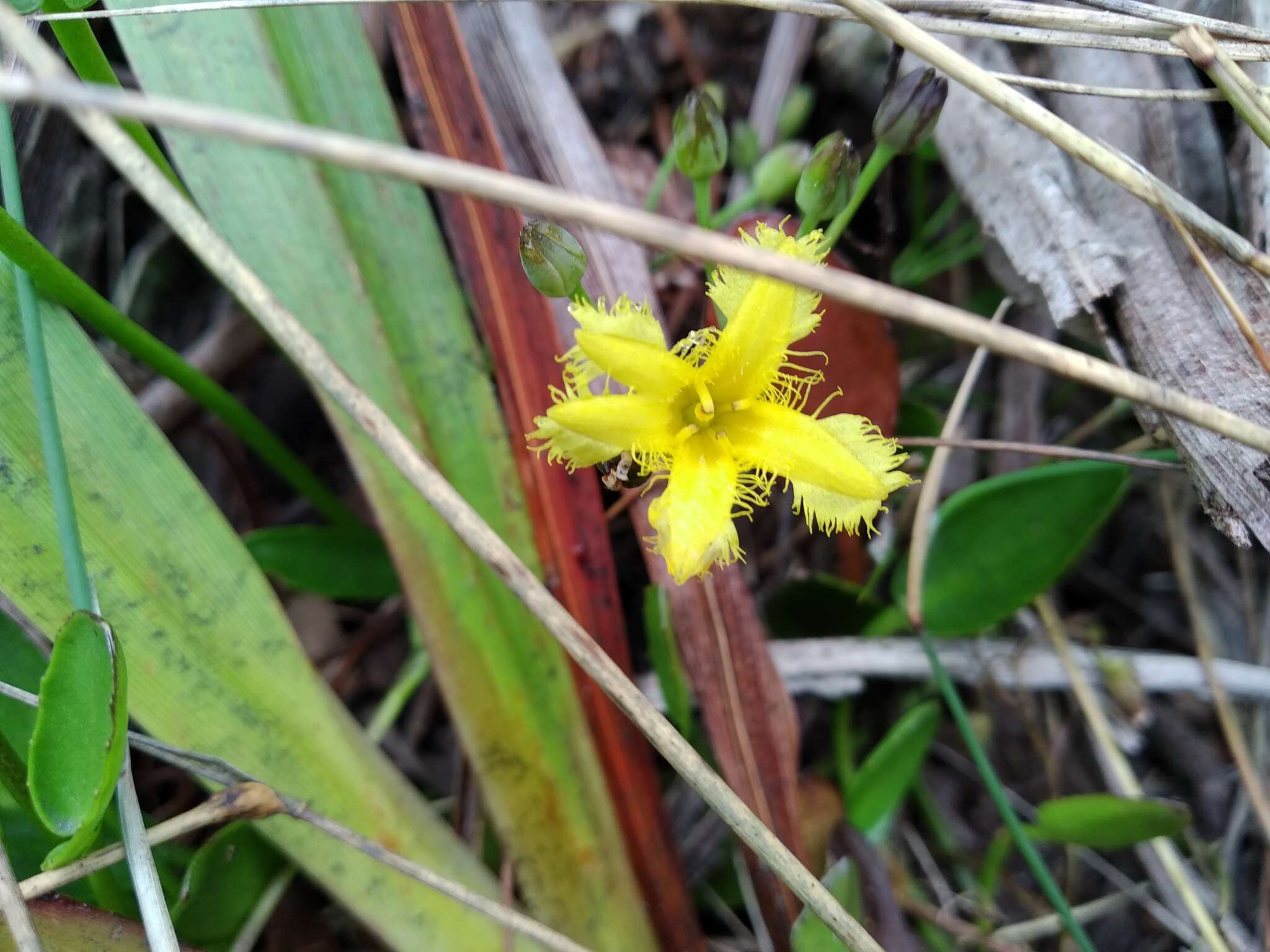 Image of Villarsia manningiana Ornduff