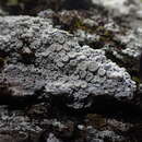 Image of farinose crabseye lichen