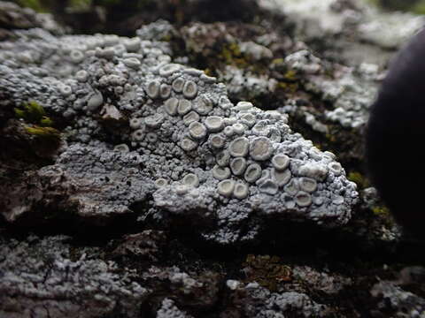 Image of farinose crabseye lichen