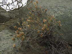 Imagem de Bakerolimon plumosum (F. Phil.) Lincz.