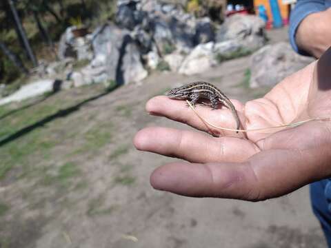 Sceloporus bicanthalis Smith 1937 resmi