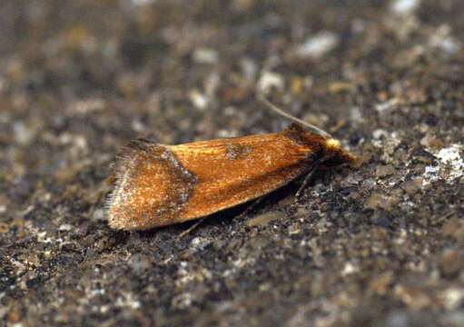 Image of Sulfur knapweed root moth