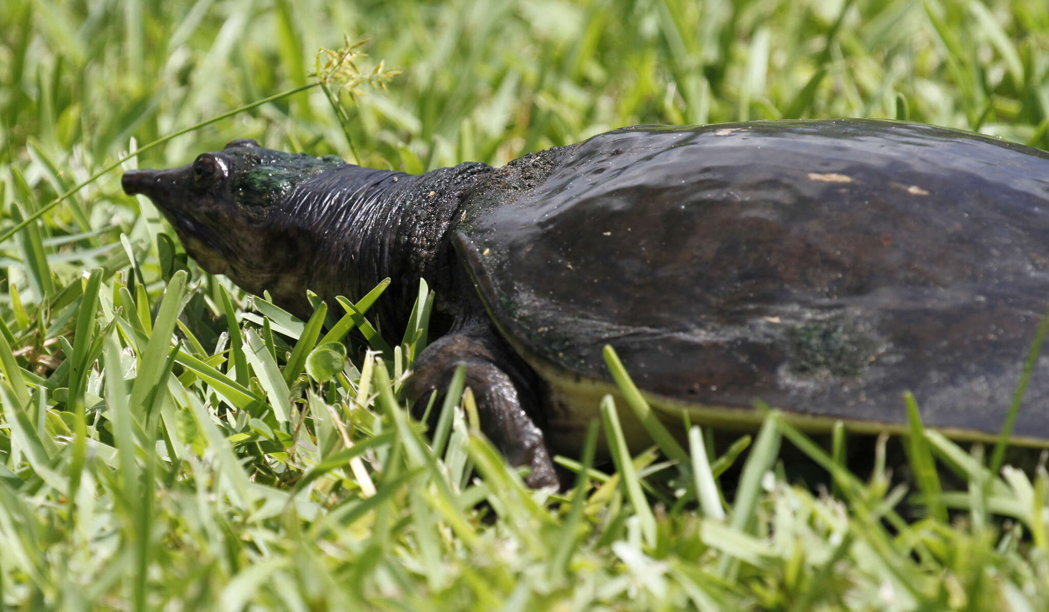 Image of Florida Softshell Turtle