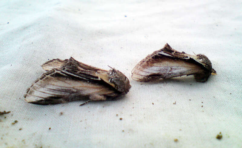 Image of Greater Swallow Prominent