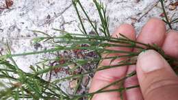 Image of Hermannia procumbens subsp. myrrhifolia (Thunb.) De Winter