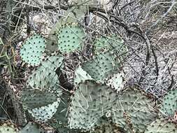 Image of Black-spined pricklypear