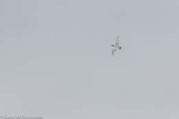 Image de Larus glaucoides kumlieni Brewster 1883