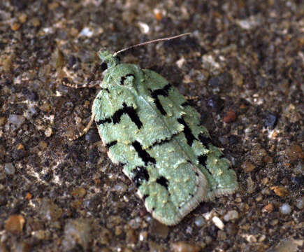 Image of Acleris literana Linnaeus 1758