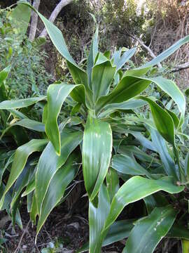 Image of large-leaved dragon tree