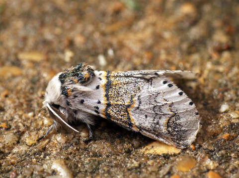 Image of sallow kitten (moth)