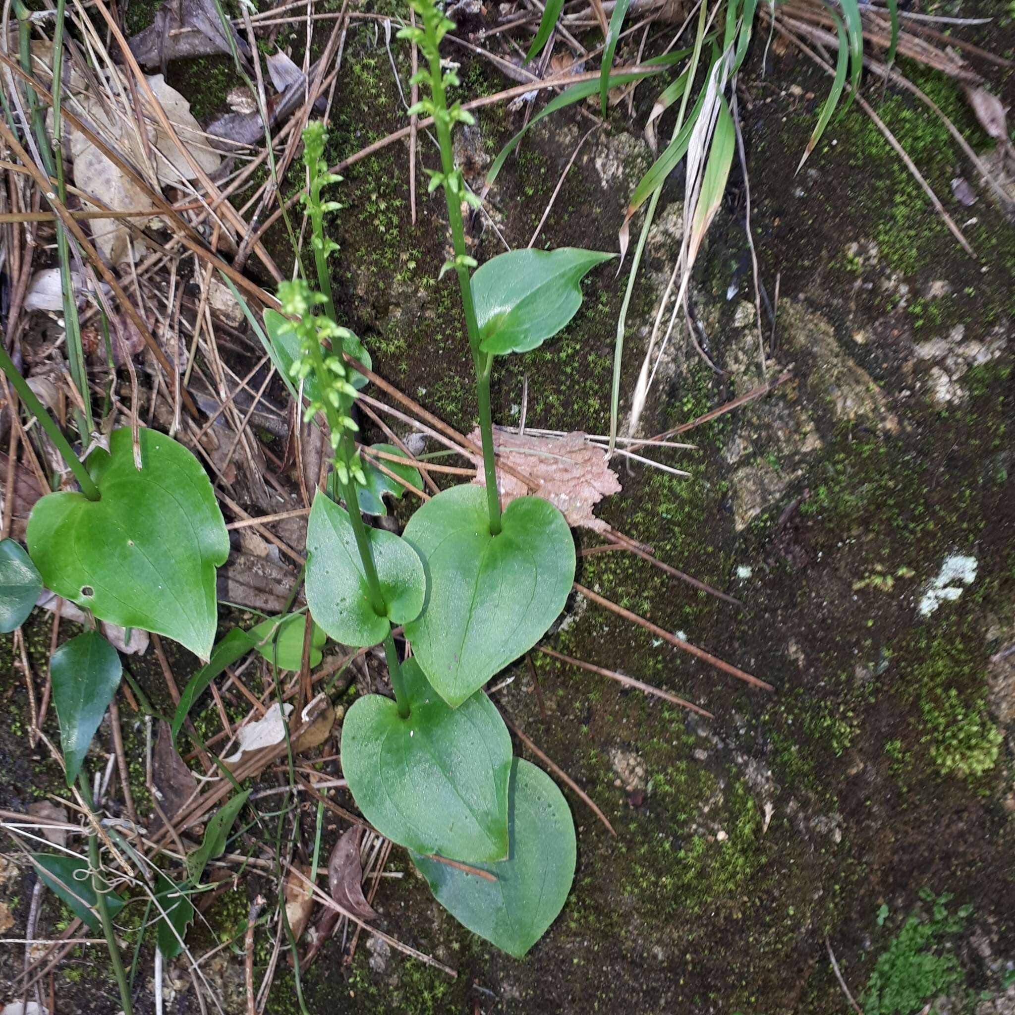 Image of Gennaria diphylla (Link) Parl.