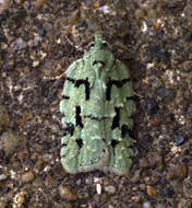 Image of Acleris literana Linnaeus 1758