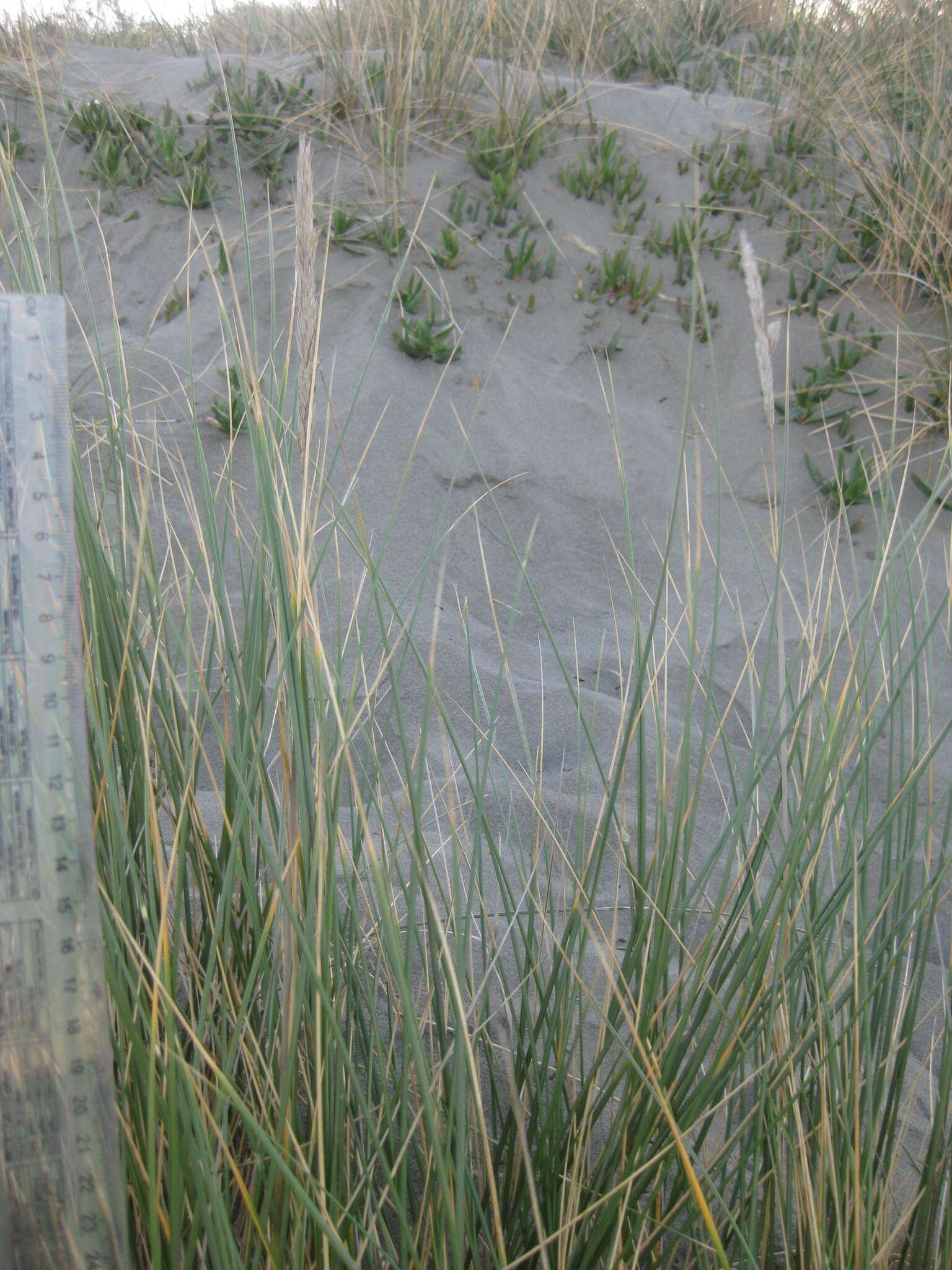 Image of European beachgrass