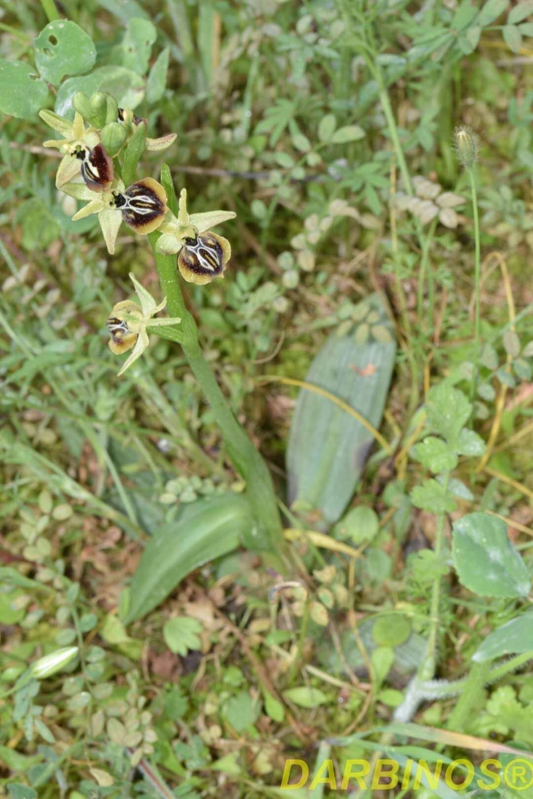 Image of Ophrys sphegodes subsp. aesculapii (Renz) Soó ex J. J. Wood