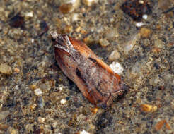 Image of Acleris cristana Denis & Schiffermüller 1775