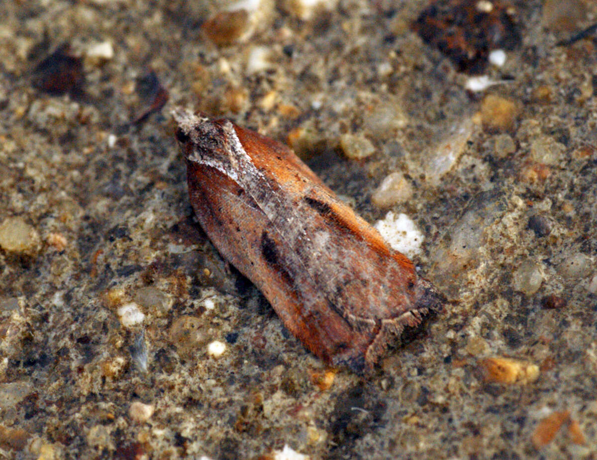 Image of Acleris cristana Denis & Schiffermüller 1775