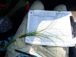 Image of quill sedge