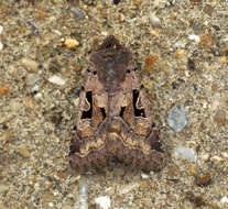 Orthosia gothica Linnaeus 1758 resmi