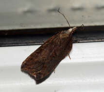 Image of Acleris cristana Denis & Schiffermüller 1775