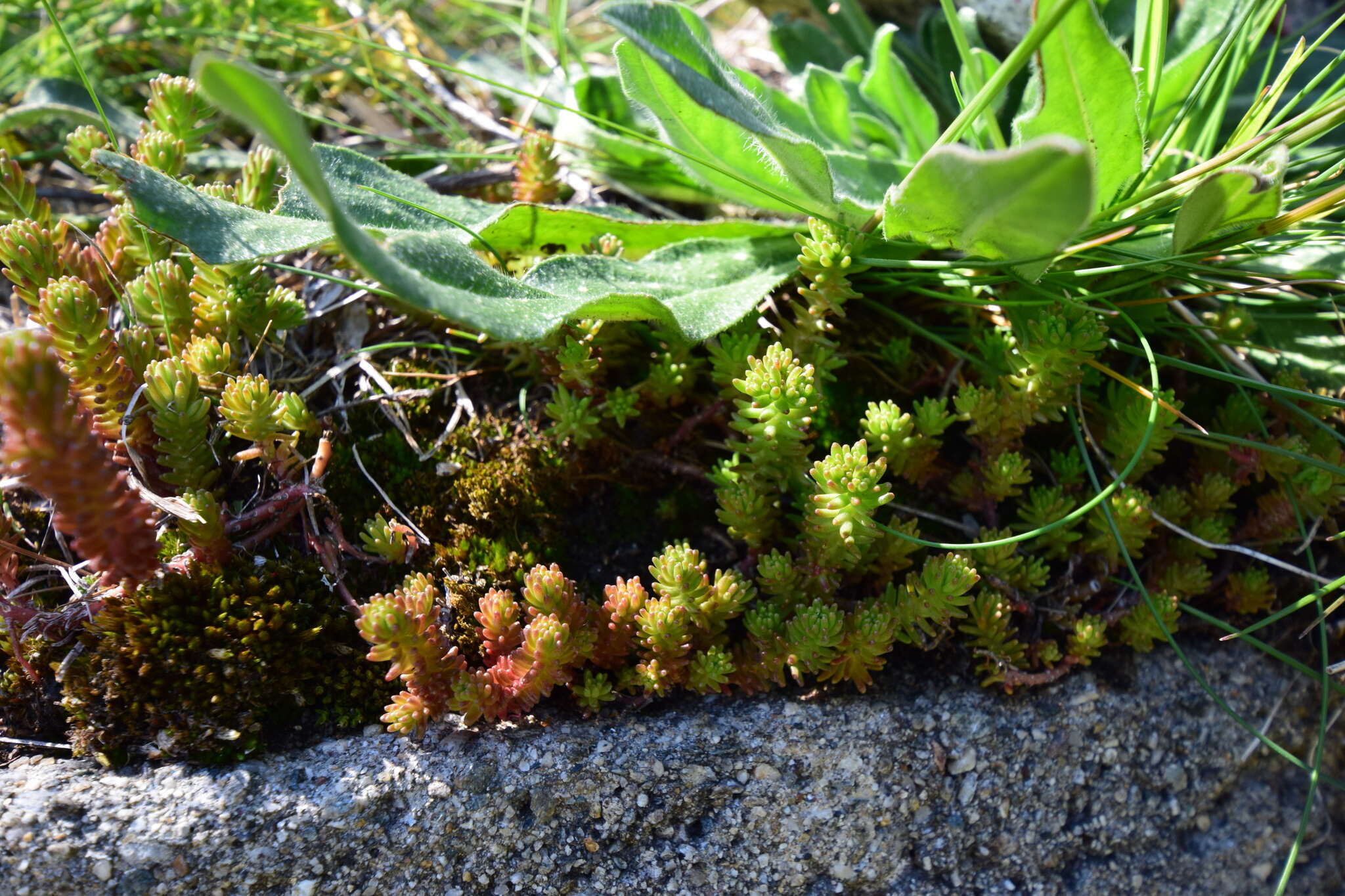 Слика од Sedum sexangulare L.