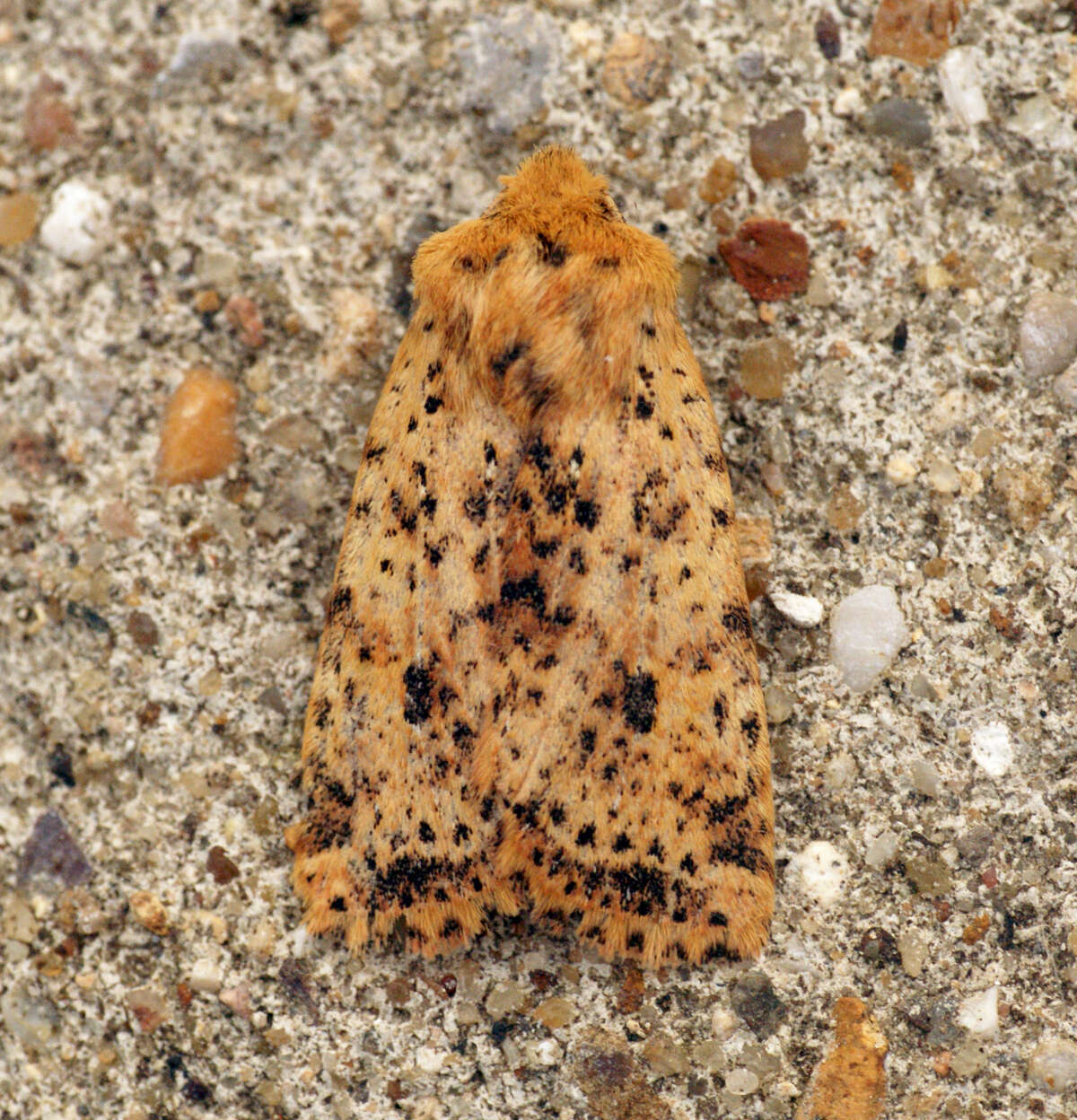 Image of dotted chestnut