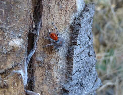 صورة Phidippus adumbratus Gertsch 1934