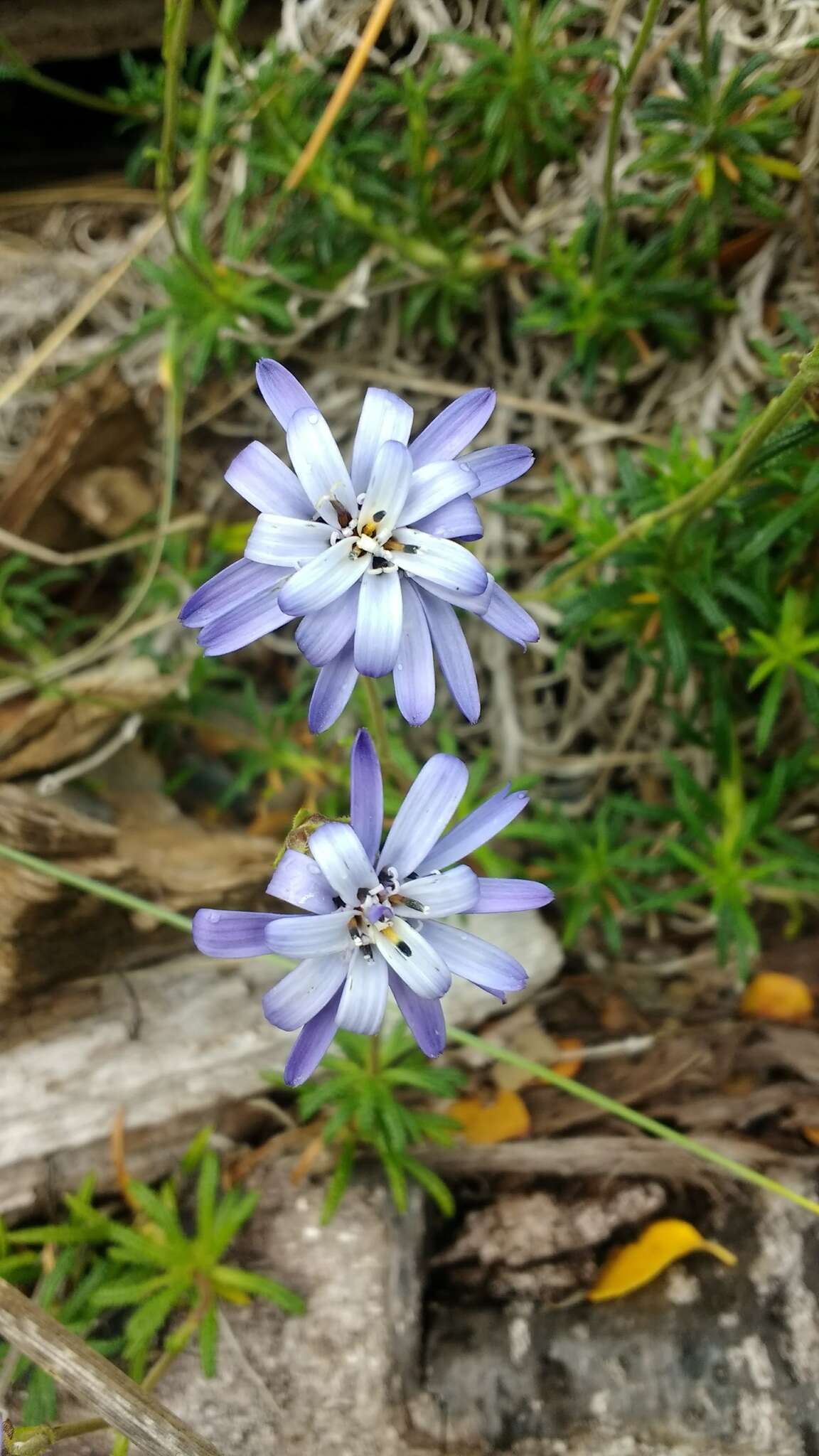 Sivun Perezia recurvata (Vahl) Less. kuva