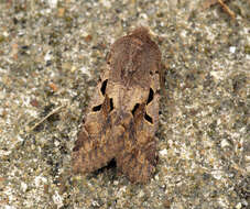 Orthosia gothica Linnaeus 1758 resmi