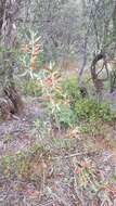 صورة Eremophila glabra (R. Br.) Ostenf.